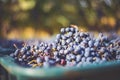 Blue vine grapes. Grapes for making red wine in the harvesting crate. Detailed view of a grape vines in a vineyard in autumn,