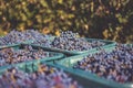 Blue vine grapes. Grapes for making red wine in the harvesting crate. Detailed view of a grape vines in a vineyard in autumn,