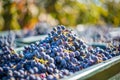 Blue vine grapes. Grapes for making red wine in the harvesting crate. Detailed view of a grape vines in a vineyard in autumn, Royalty Free Stock Photo