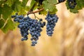 Blue vine grapes in the vineyard. Cabernet Franc grapes for making red wine in the harvesting Royalty Free Stock Photo