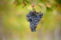 Blue vine grapes in the vineyard. Cabernet Franc grapes for making red wine in the harvesting Royalty Free Stock Photo