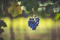 Blue vine grapes in the vineyard. Cabernet Franc grapes for making red wine in the harvesting Royalty Free Stock Photo