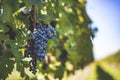 Blue vine grapes in the vineyard. Cabernet Franc grapes for making red wine in the harvesting Royalty Free Stock Photo