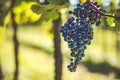 Blue vine grapes in the vineyard. Cabernet Franc grapes for making red wine in the harvesting