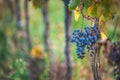 Blue vine grapes in the vineyard. Cabernet Franc grapes for making red wine in the harvesting