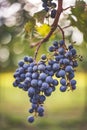 Blue vine grapes in the vineyard. Cabernet Franc grapes for making red wine in the harvesting Royalty Free Stock Photo