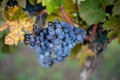 Blue vine grapes in the vineyard. Cabernet Franc grapes for making red wine in the harvesting Royalty Free Stock Photo