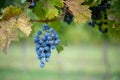 Blue vine grapes in the vineyard. Cabernet Franc grapes for making red wine in the harvesting Royalty Free Stock Photo