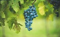 Blue vine grapes in the vineyard. Cabernet Franc grapes for making red wine in the harvesting Royalty Free Stock Photo