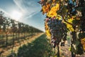 Blue vine grapes in the vineyard. Cabernet Franc grapes for making red wine in the harvesting Royalty Free Stock Photo