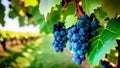 Blue vine grapes in the vineyard. Cabernet grape for making red wine in the harvesting. Royalty Free Stock Photo