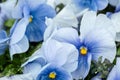 Blue Viola Cornuta pansy flowers blossom close-up