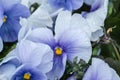 Blue Viola Cornuta pansy flowers blossom