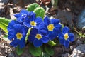 Blue Viola flower in nature, closeup photography in spring