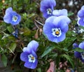 Blue Violas Or Pansies In Bloom