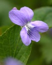 Blue Violet Royalty Free Stock Photo