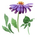 Blue violet asters floral botanical flowers. Watercolor background set. Isolated aster illustration element. Royalty Free Stock Photo