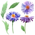 Blue violet asters floral botanical flowers. Watercolor background set. Isolated aster illustration element. Royalty Free Stock Photo