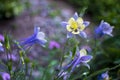 Blue violet bluebell flower aquilegia, columbine, catchment.