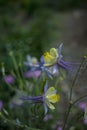 Blue violet bluebell flower aquilegia, columbine, catchment.