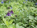 Blue violet bluebell flower aquilegia, columbine, catchment