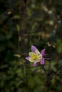 Blue violet bluebell flower aquilegia, columbine, catchment