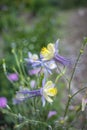 Blue violet bluebell flower aquilegia, columbine, catchment.