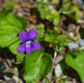 Common Blue Violet, Viola sororia Royalty Free Stock Photo