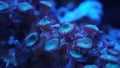 Blue violet coral close-up underwater