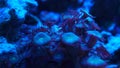 Blue violet coral close-up underwater