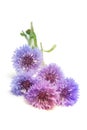 Blueviolet cornflower on white vertical background