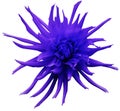 Blue-violet Dahlia flower, white isolated background with clipping path. Closeup. no shadows. For design. Bright shaggy flow Royalty Free Stock Photo