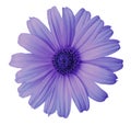 Blue-violet daisy flower on a white isolated background with clipping path. Flower for design, texture, postcard, wrapper. Close Royalty Free Stock Photo