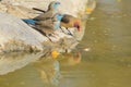 Blue and Violet-eared Waxbill - Wild Bird Background from Africa - Trio Reflection of Color