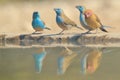 Violet-eared and Blue Waxbills - Wildlife Background - Reflection of Color