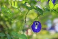 Blue and violet flower in the garden called clitoria ternatea, bluebellvine, asian pigeonwings, butterfly pea, blue pea,
