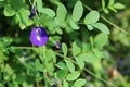 Blue and violet flower in the garden called clitoria ternatea, bluebellvine, asian pigeonwings, butterfly pea, blue pea,