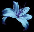 Blue-violet flower lily on black isolated background with clipping path no shadows. Closeup. Flower for design, texture, backgro Royalty Free Stock Photo