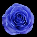 Blue-violet flower rose on black isolated background with clipping path. no shadows. Closeup. For design. Royalty Free Stock Photo