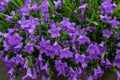 Blue or violet flowers bells in stone pot. Campanula blossom close up Royalty Free Stock Photo