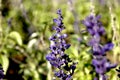 Blue violet flowers garden close-up Royalty Free Stock Photo