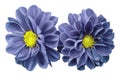 Blue-violet flowers dahlias on white isolated background with clipping path. No shadows. Closeup.