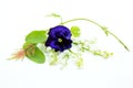 Blue violet and flowers of a lily of the valley