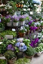 Blue and violet flowers in pots on street market in Europe, Vienna.blue and white hydrangea,bellflower. beautiful