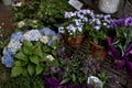 Blue and violet flowers in pots on street market in Europe, Vienna.blue and white hydrangea,bellflower