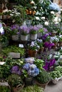 Blue and violet flowers in pots on street market in Europe, Vienna.blue and white hydrangea,bellflower. beautiful