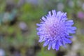 Blue and violet flowers in summer in Buskerud, Hemsedal, Norway Royalty Free Stock Photo