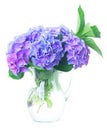 Blue and violet hortensia flowers