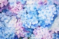 Blue and violet hydrangea flower watercolor style painting