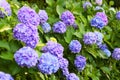 Blue and violet hydrangea flowers Royalty Free Stock Photo